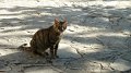 Delphi cat 2
